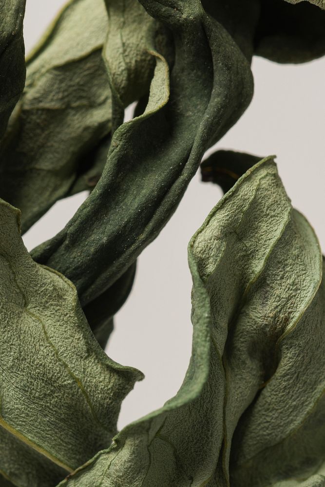 Innovation — dried leaves